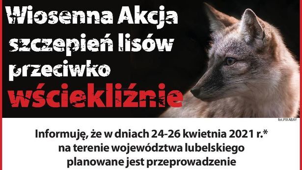 Wa Ne Rusza Wiosenna Akcja Szczepie Lis W Przeciwko W Ciekli Nie