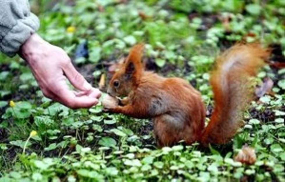  26 04 2005 NALECZOW UZDROWISKO WIEWIORKA KARMIENIE ZWIERZAT
FOT KUBA KRZYSIAK / DZIENNIK WSCHODNI