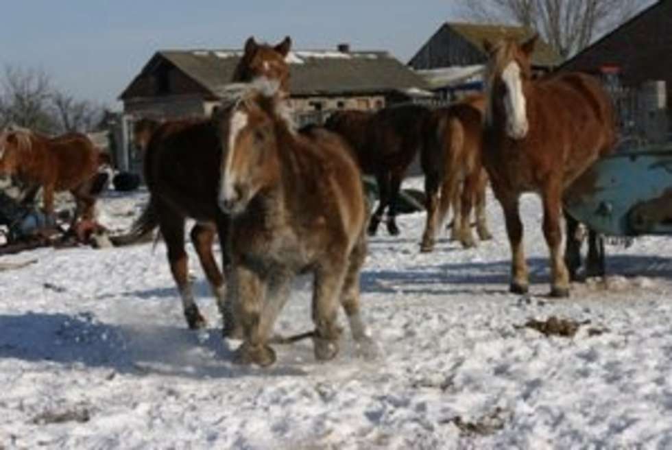  08 02 2005 LUBARTOW UL NADRZECZNA WLASCICIEL GOSPODARSTWA ZNECA SIE NAD STADEM 20 KONI TRZYMA JE NA DWORZE
FOT DOROTA AWIORKO/DZIENNIK WSCHODNI