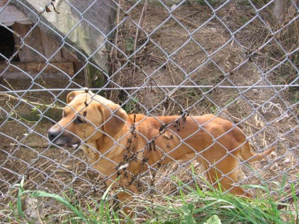  Piec skrajnie wycienczonych psów znaleLli krasnostawcy policjanci w opuszczonych zabudowaniach w Stezycy Nadwieprzanskiej.