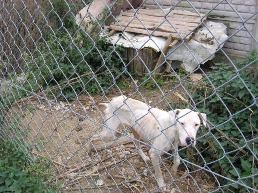  Piec skrajnie wycienczonych psów znaleLli krasnostawcy policjanci w opuszczonych zabudowaniach w Stezycy Nadwieprzanskiej.