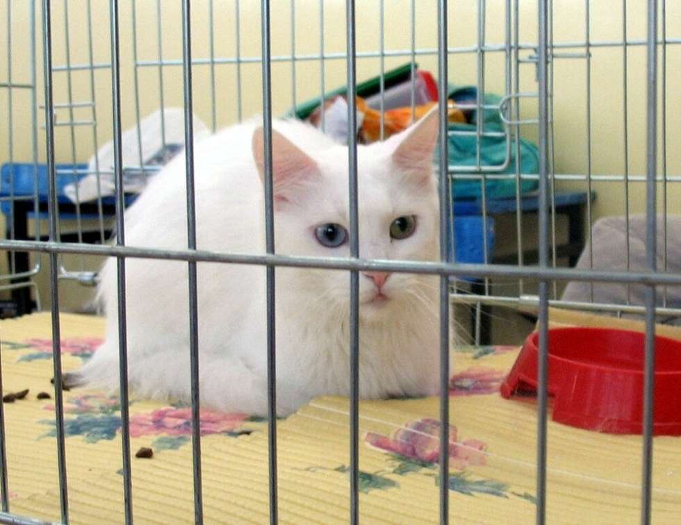  Ciekawostk? wystawy byla kotka, (na zdjeciu), która ma oczy w dwóch kolorach - niebieskim i zielonym. Wla?ciciel kota zapewnial, ze jest to  jedyny tego typu rasowy kot w Polsce.