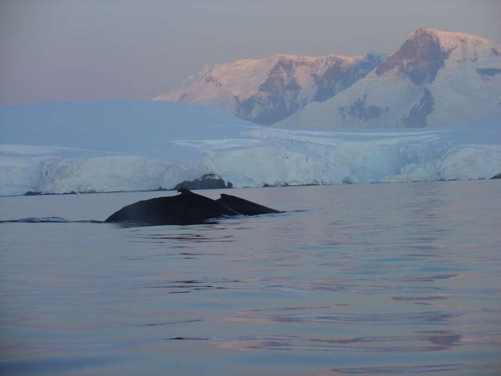  Dwa plyn?ce obok statku wieloryby wzbudzily prawdziwy zachwyt podróznych