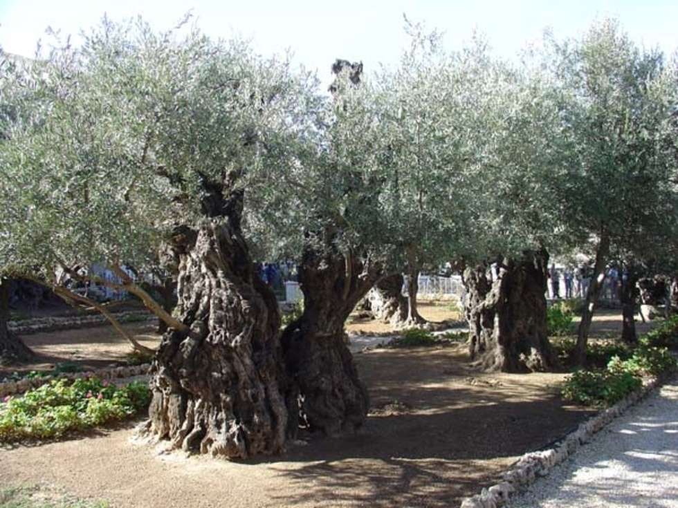  Najstarsze drzewa w Jerozolimie