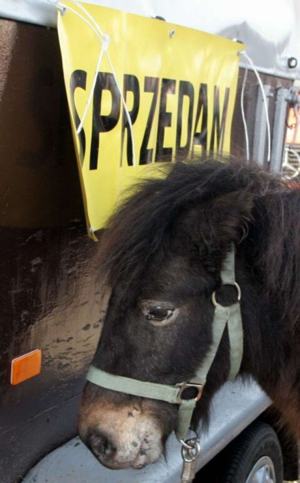  Targ koński w Skaryszewie (zdjęcie 5) - Autor: Tomasz Koryszko