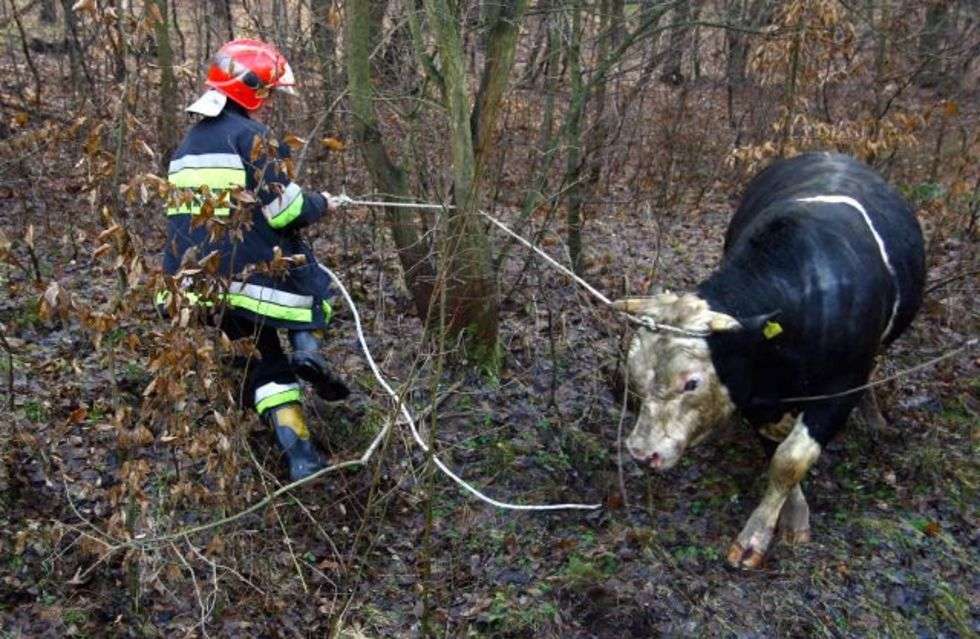  Majdan Staniecki. Przewrócila sie naczepa tira, w której jechalo 12 krów. Jedno zwierze padlo na miejscu, pozostale są ranne. 
