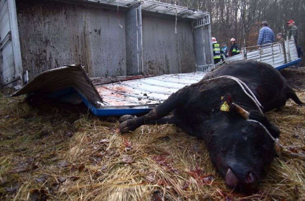 Majdan Staniecki. Przewrócila sie naczepa tira, w której jechalo 12 krów. Jedno zwierze padlo na miejscu, pozostale są ranne. 
