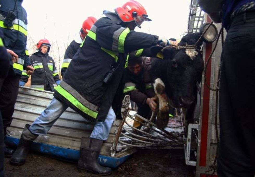  Majdan Staniecki. Przewrócila sie naczepa tira, w której jechalo 12 krów. Jedno zwierze padlo na miejscu, pozostale są ranne. 

