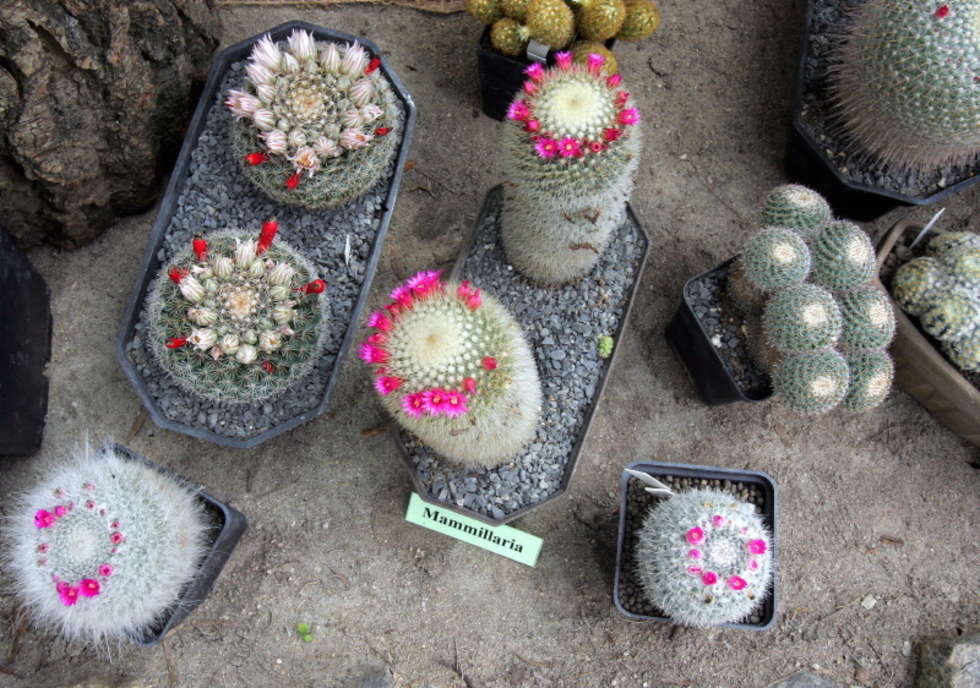  Wystawa kaktusów (zdjęcie 3) - Autor: Karol Zienkiewicz