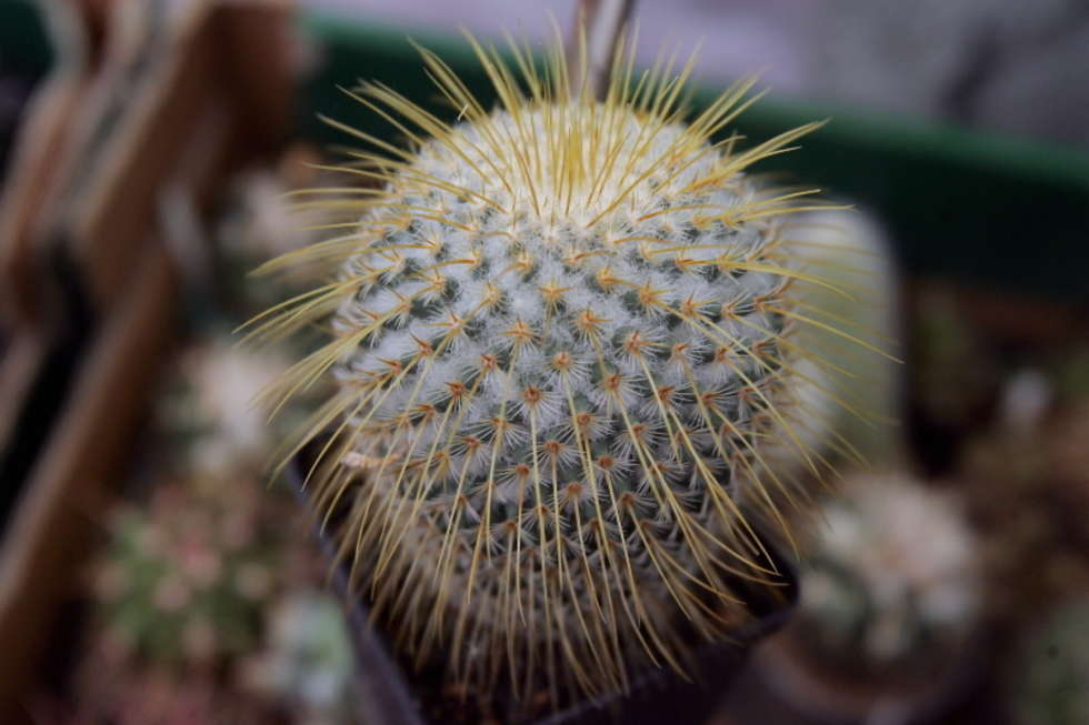  Wystawa kaktusów (zdjęcie 5) - Autor: Karol Zienkiewicz