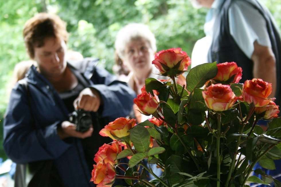  W sobote i niedziele w Konskowoli odbywalo sie Świeto Róz.