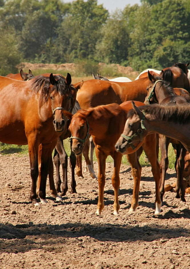 Jeśli chcesz oddac glos na <b>      Stadnine koni w Janowie Podlaskim        </b> wyślij SMS-a o treści <b>DW.MIEJSCE7</b> pod numer 71051. Koszt SMS-a 1 zl + Vat.