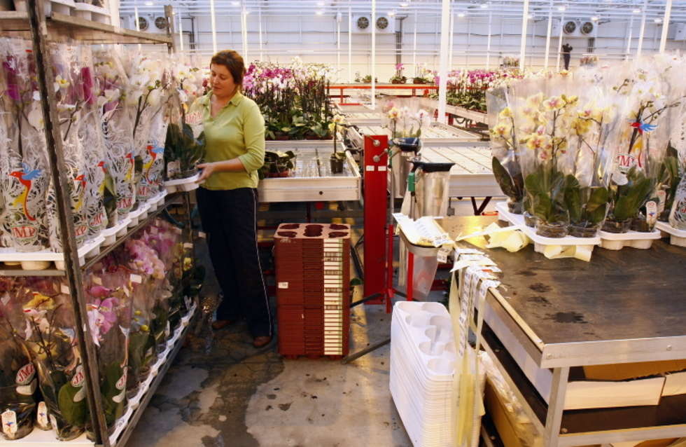  Fabryka kwiatów w Stezycy