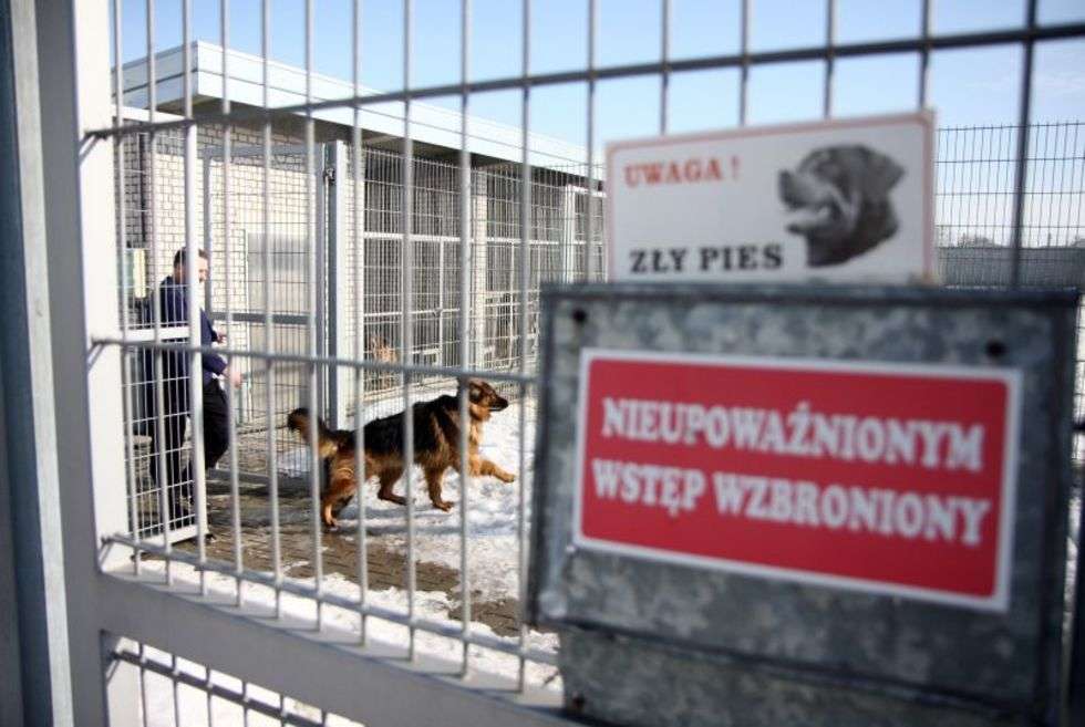  Kandydaci na psy policyjne (zdjęcie 1) - Autor: Jacek Świerczynski