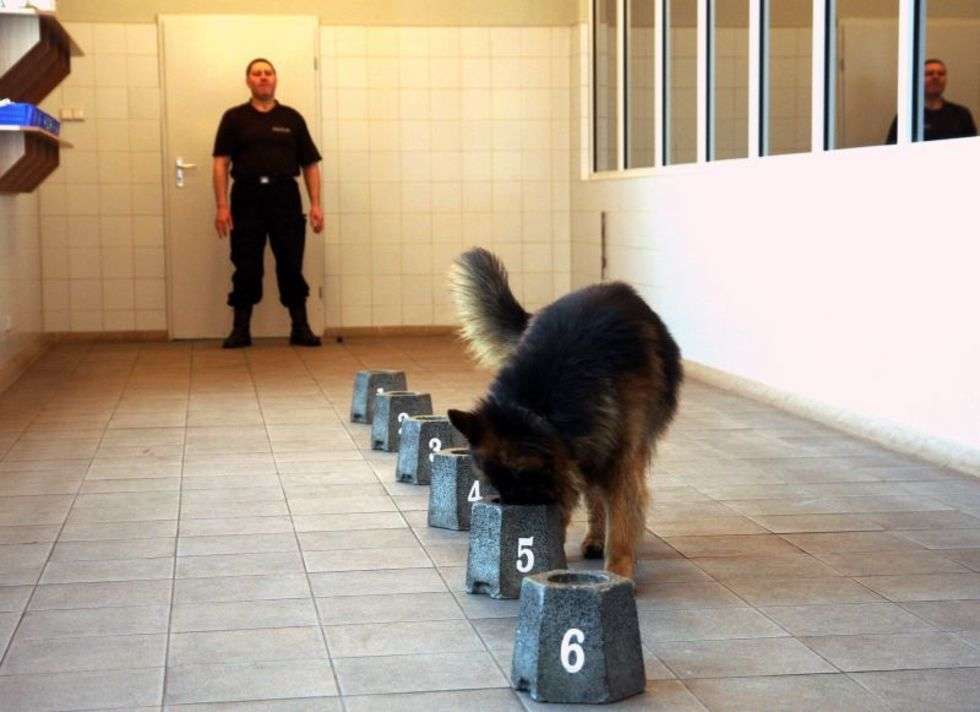  Kandydaci na psy policyjne (zdjęcie 2) - Autor: Jacek Świerczynski