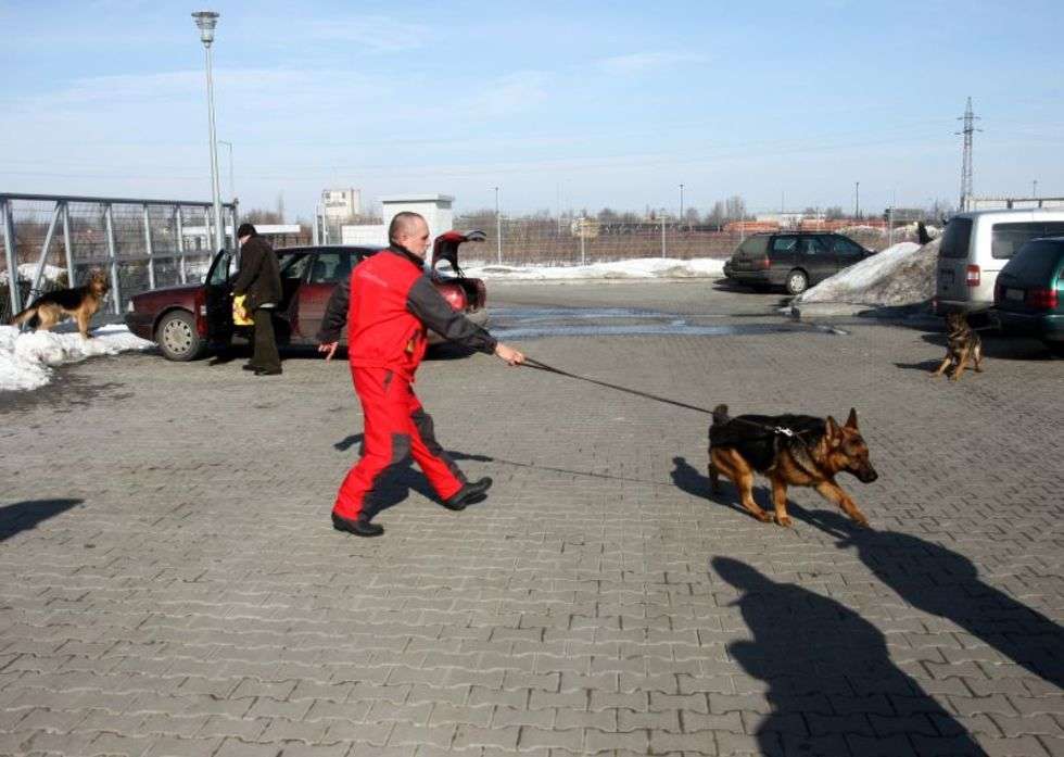  Kandydaci na psy policyjne  - Autor: Jacek Świerczynski