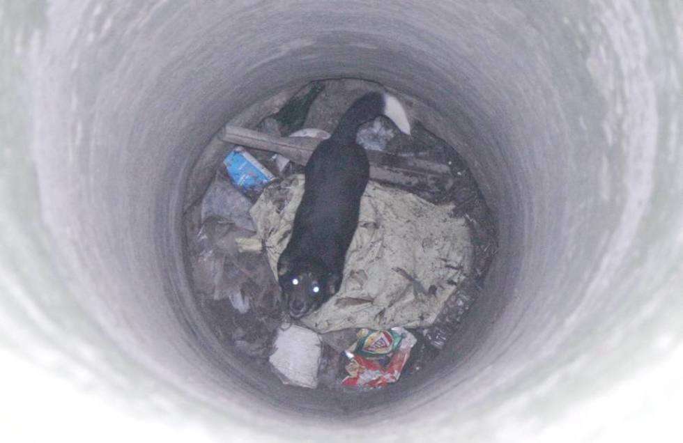  Pies uwięziony w studni. (zdjęcie 1) - Autor: Maciej Kaczanowski