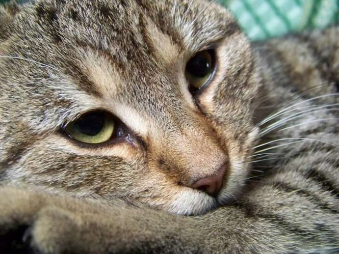 Światowy Dzień Kota - Koty Internautów