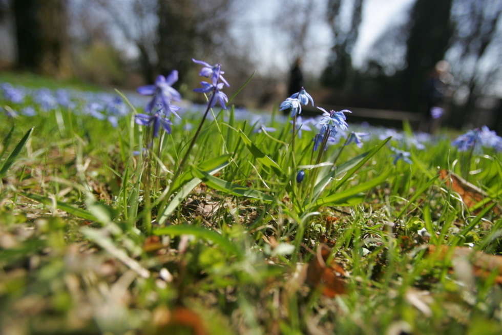  Wiosna w Ogrodzie Botanicznym (zdjęcie 3) - Autor: Karol Zienkiewicz