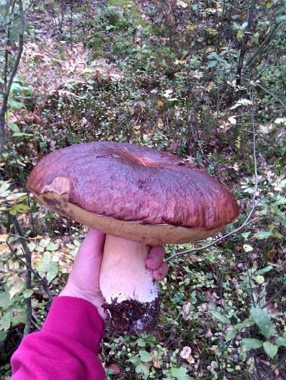  Prawdziwka znalazlem w lasach w okolicy Lezajska. Jego waga to 1 kg , czapka o średnicy 26 cm. Pozdrawiam i zapraszam na Podkarpacie.