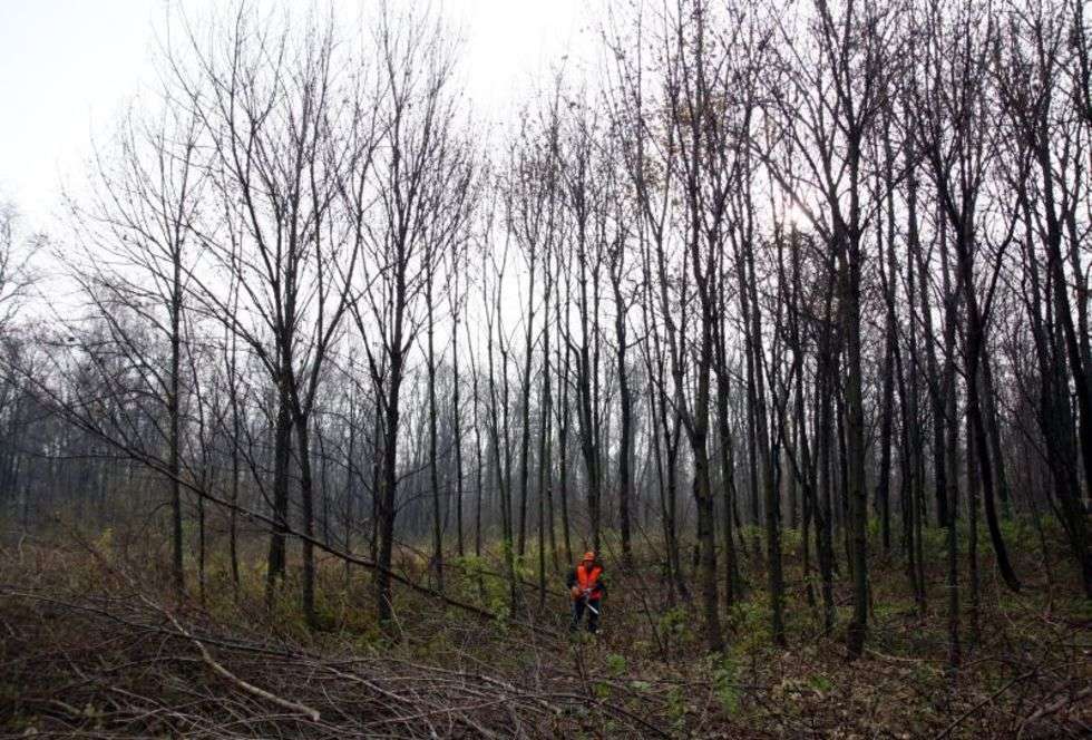  Wycinka lasu pod lotnisko w Świdniku (zdjęcie 4) - Autor: Jacek Świerczynski