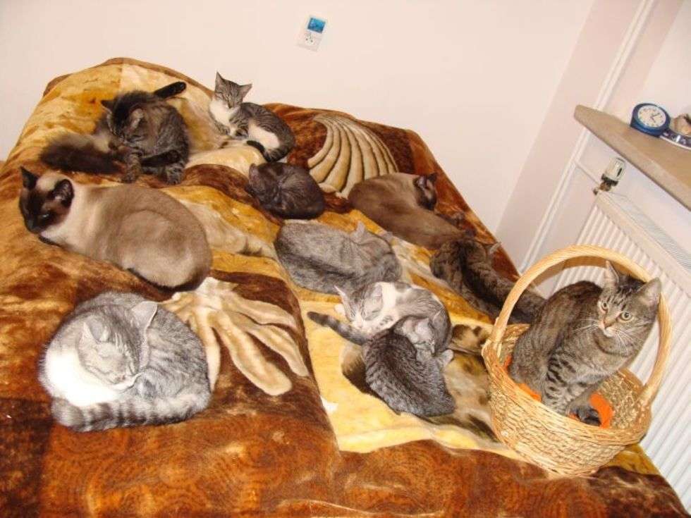  11 z 13 kotów pani Zofii odpoczywa w lózku.