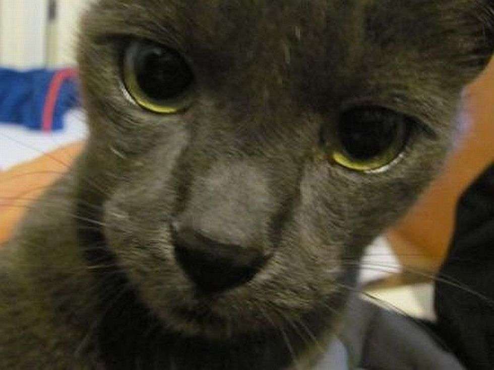  To 10-letni kot Buczek. - Kiciuś zostal adoptowany pól roku temu. Jego poprzedni wlaściciele postanowili go uśpic. Zostal uratowany przez panią weterynarz. Trafil do domu zastepczego a nastepnie do nas - pisze Paola, wlaścicielka kota.
