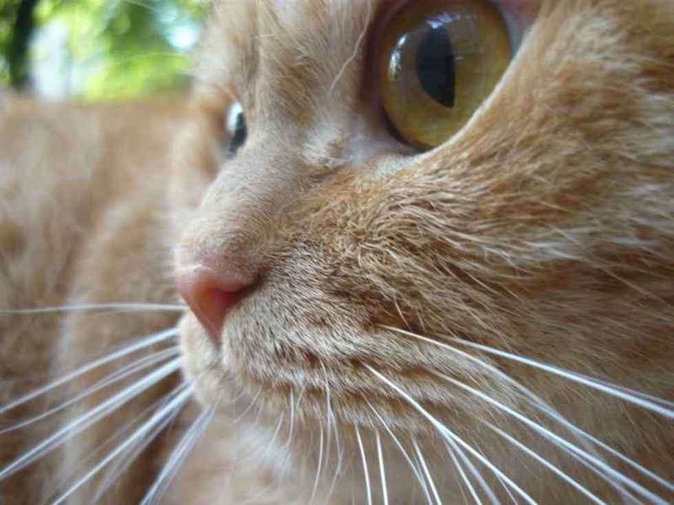  Kot Garfield ma 4 lata. Uwielbia psoty i drapanie za uchem. W dzien siedzi dlugimi godzinami na parapecie i wygląda przez okno. Z zaciekawieniem przygląda sie innym. Jest bardzo przyjazny i dzieli sie ze wszystkimi swoją radością.