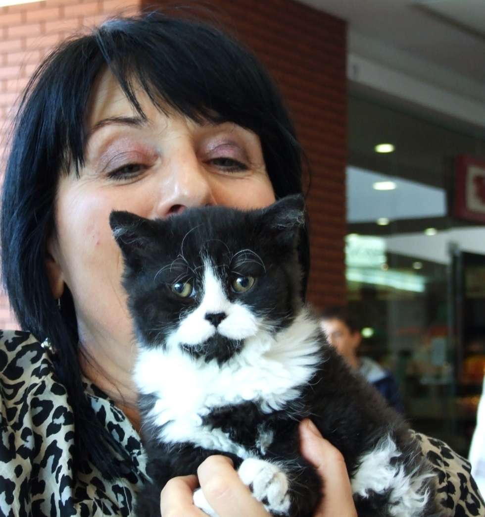  Miedzynarodowa wystawa kotów rasowych w Lublinie