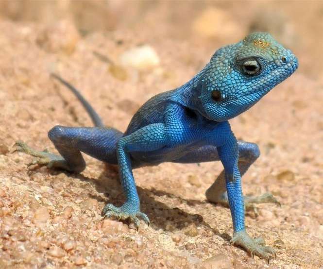 Pseudotrapelus sinaitus, czyli agama synajska, to  jaszczurka pustynna o charakterystycznym niebieskim ubarwieniu. Gatunek prawie nie wystepuje w Polsce. Ester Inbar zrobil do zdjecie w Jordanii.