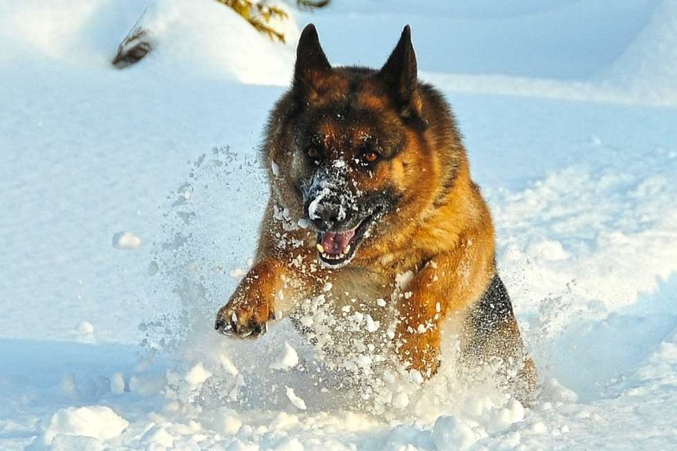  Wiele zwierząt uwielbia zabawy w śniegu. Bera mogłaby bawić się tak całymi dniami.