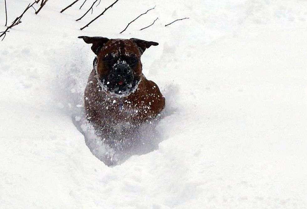  Brutus ma 4,5 roku i uwielbia śnieg oraz zabawy w nim. Niezwykle chętnie gania z innymi psami, co przy głębokim śniegu wygląda naprawdę efektownie. 