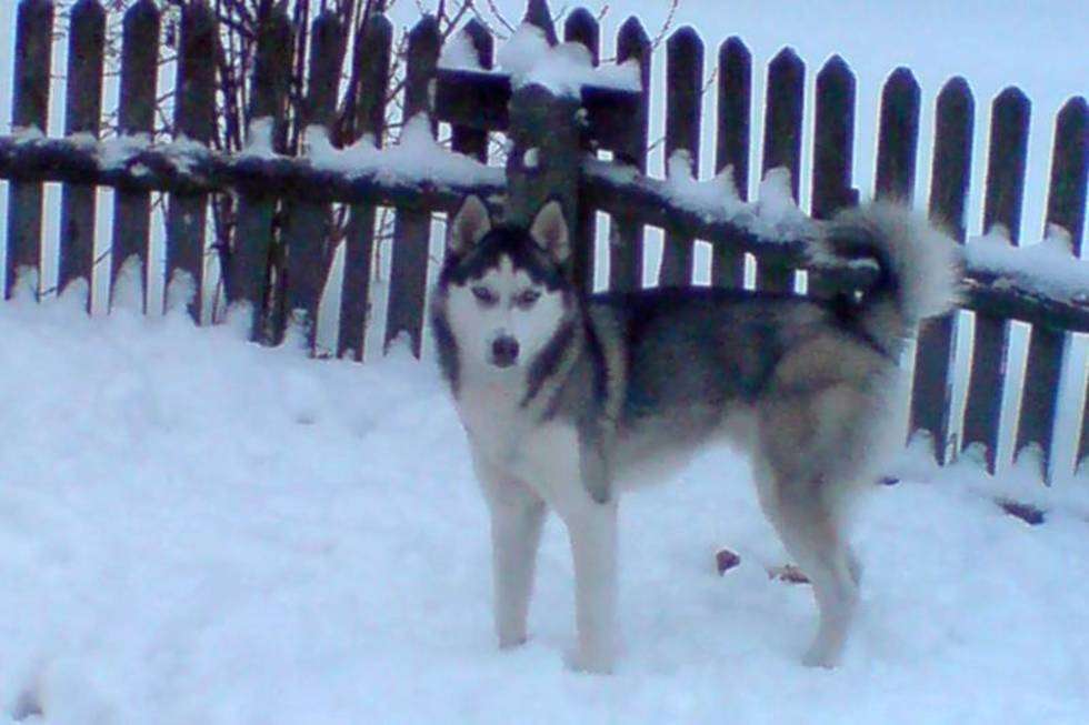  Rufi najbardziej lubi chodzić na spacer, gdy jest najwięcej śniegu.