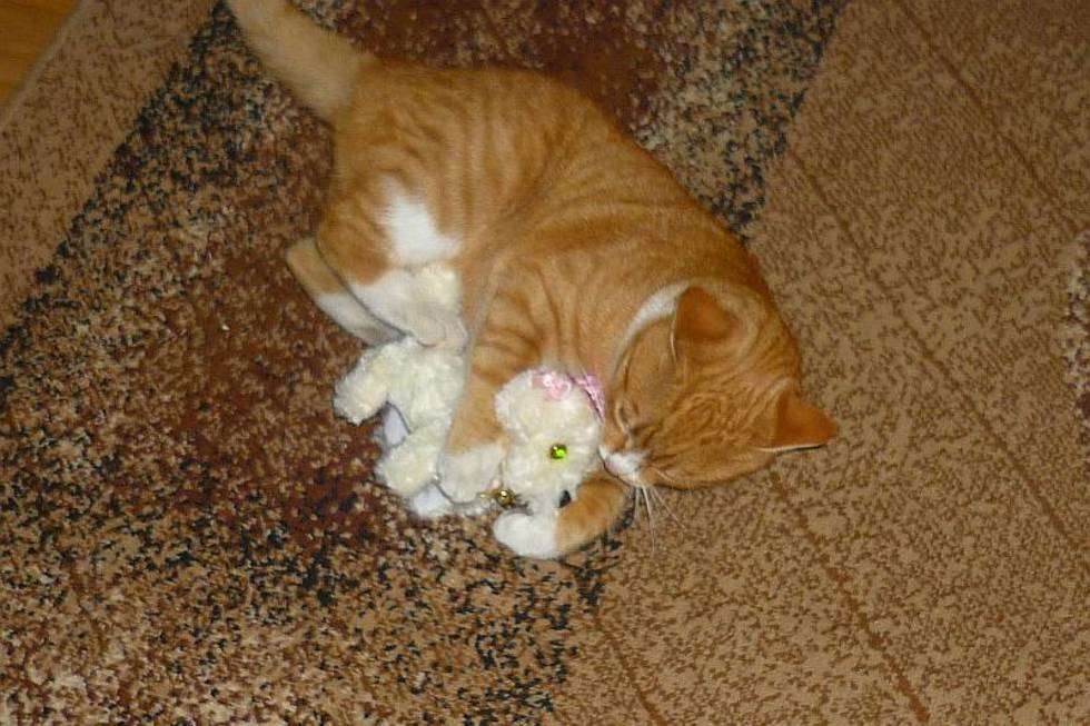 Nasz kot Garfield dostał pod choinkę zabawkę i właśnie się nią bawi.