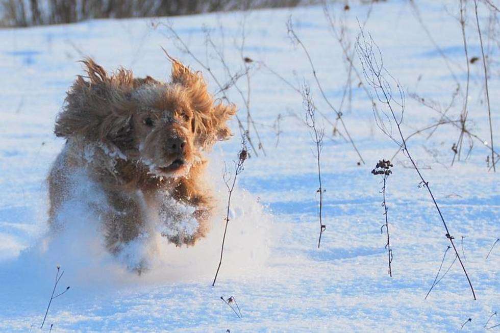  Tofi uwielbia spacery w głębokim śniegu. Zdjęcie zrobione w Woli Niemieckiej gm. Niemce (otulinie Kozłowieckiego Parku Krajobrazowego)