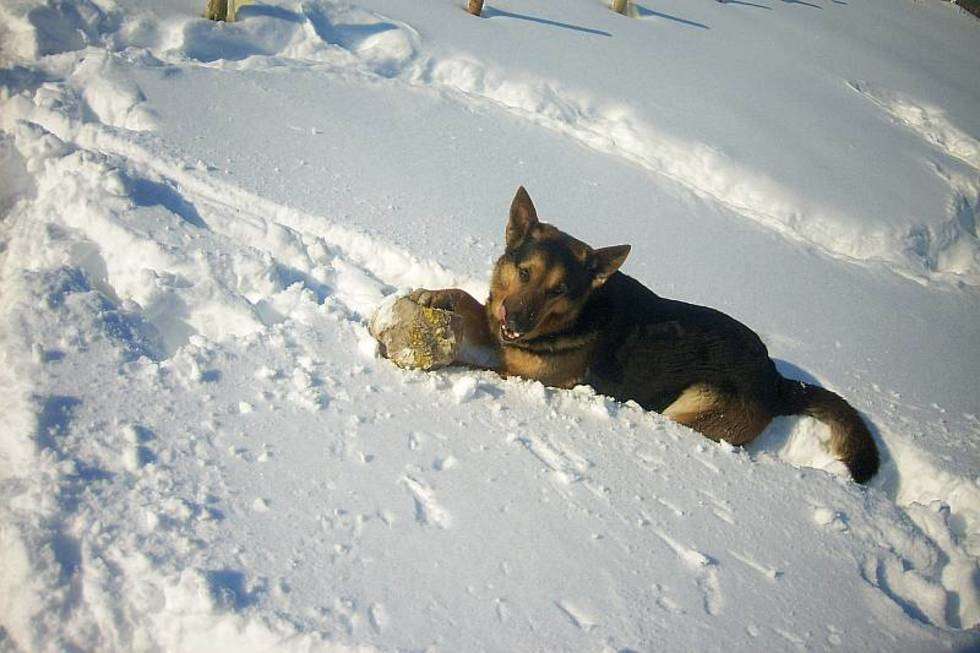  Owczarek niemiecki, Romek zakopany "po uszy" w końcu odnalazł w śniegu swoją ulubioną piłkę. Uwielbia się nią bawić bez względu na pogodę, a najbardziej cieszy się, kiedy może sam siebie zakopać w śniegu. Jego ulubionymi miejscami do zabawy jest Stary Gaj i okolice gdzie spokojnie może się wyhasać 