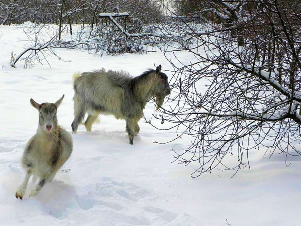  Kozy chodzą z nami na spacery do lasu wzdłuż obwodnicy Puław. Niecodziennym widokiem dla kierowców jest pies, który w trakcie spaceru bawi się z kozami. Kozy są posłuszne jak pieski, zawsze blisko mojej nogi. Zdjęcia zrobiłem zaraz po spadnięciu pierwszego śniegu w sadzie przed domem. Raz Koza Klementyna przegoniła lisa atakującego kury, ale to już zupełnie inna historia 