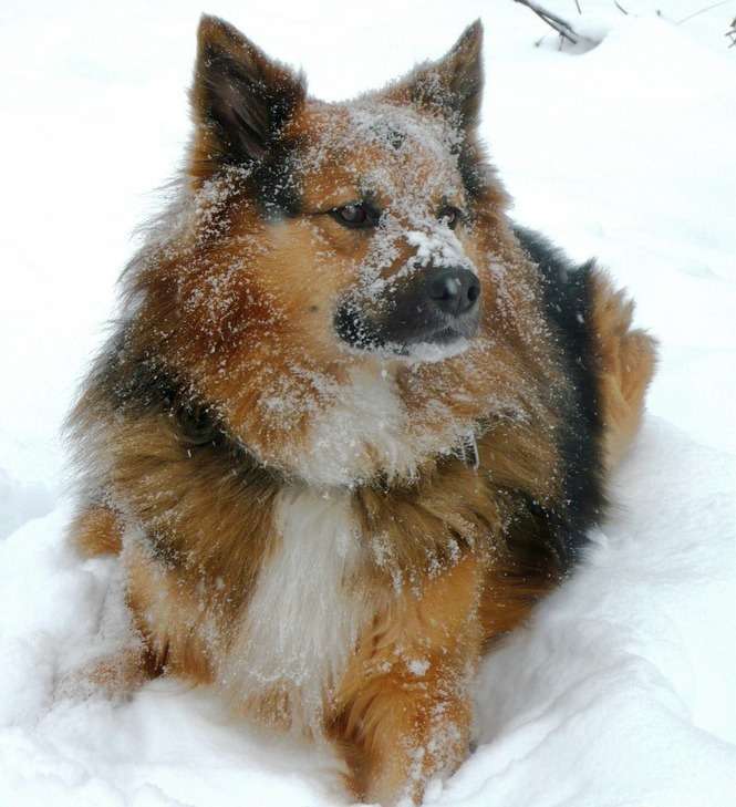 Pokaż jak Twój zwierzak spędza zimę