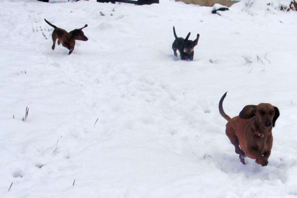  Na zdjęciu Nelly, Miki oraz Ozzy w trakcie zimowego, jamnikowego szaleństwa.