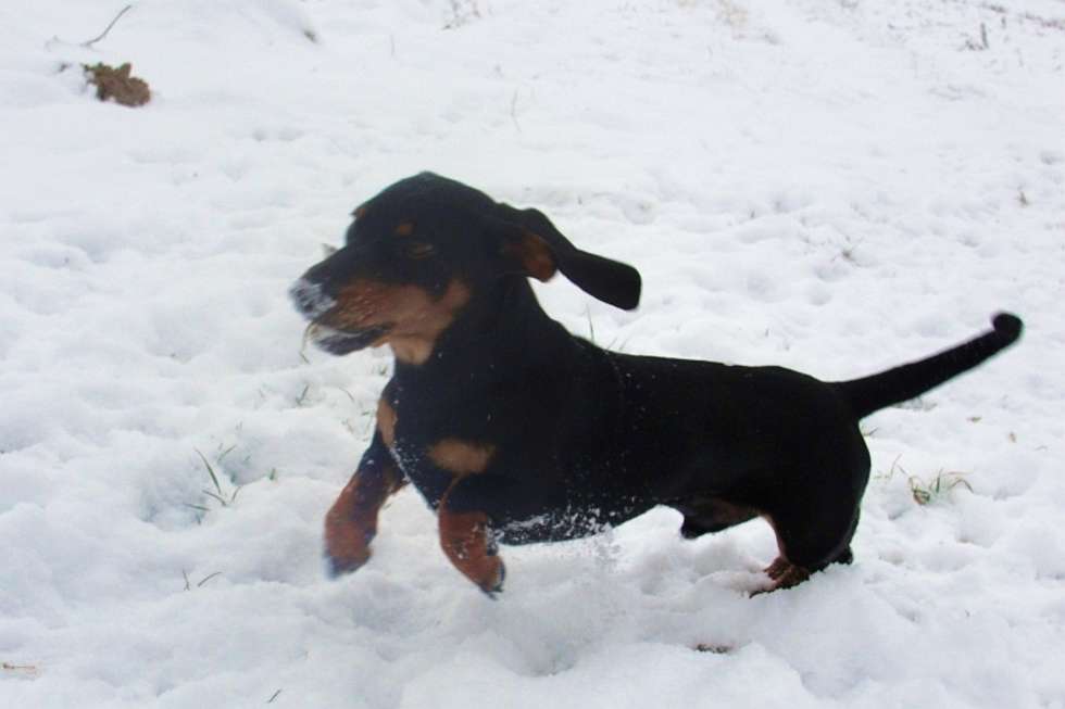  Miki uwielbia zimowe spacery. Lubi także podjadać śnieg.