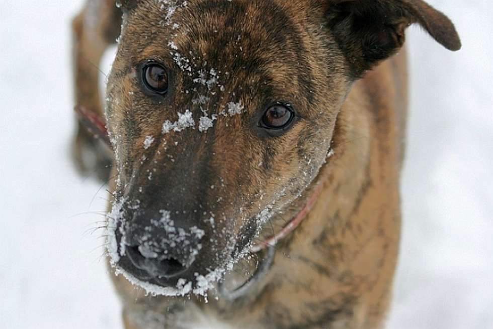  Pies wabi się Brutus. Jego ulubionym zajęciem jest gryzienie swojej piłki. Lubi psocić i dokazywać. Często szczeka i waruje gdy zobaczy grabie. Uwielbia zabawę na białym śniegu lecz tego roku zabrakło śniegu.