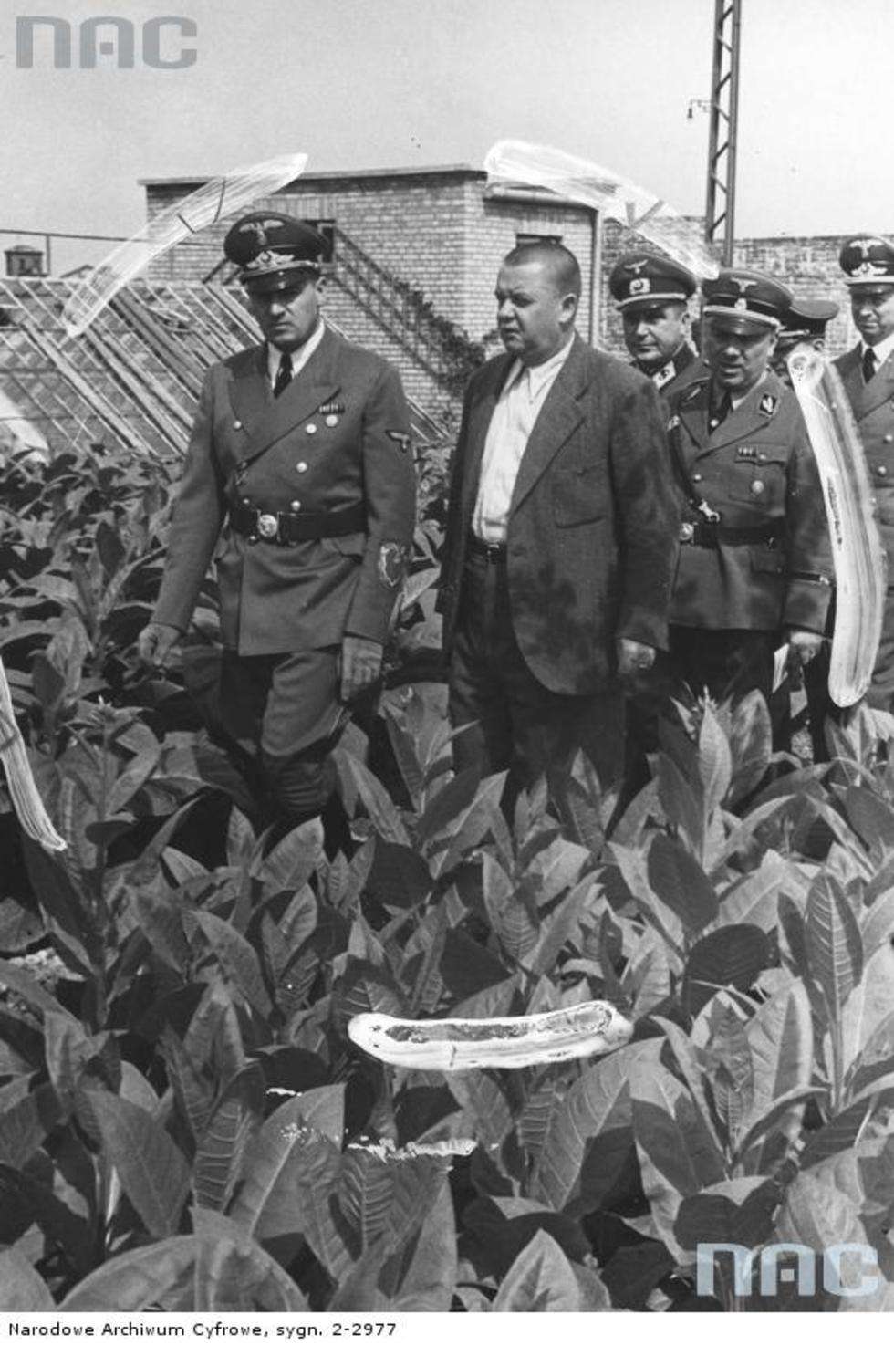 Gubernator Hans Frank (z lewej) w towarzystwie niemieckich oficerów zwiedza plantację tytoniu w Lublinie