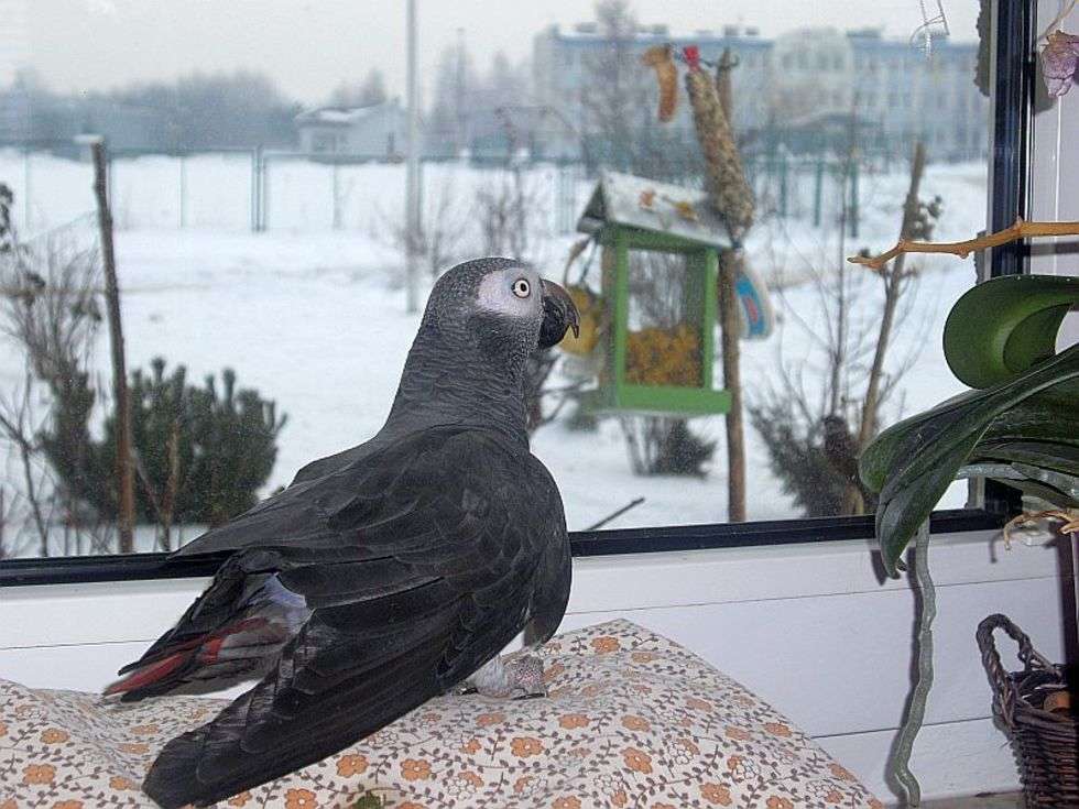  Ciepłolubny żako o imieniu Lucky lubi podziwiać uroki zimy z wnętrza domu i oglądać ptaki, które wspólnie dokarmiamy, gdy tylko przylecą do karmnika woła je po swojemu.