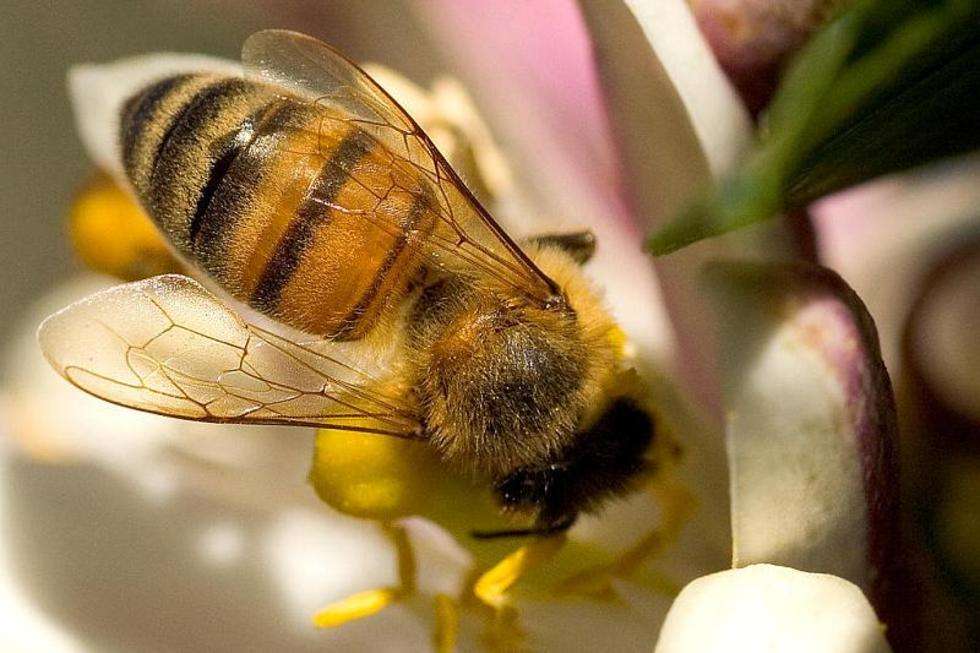  Naukowcy przyznali wyróżnienie pszczole miodnej (Apis mellifera) za najbardziej ekstremalny sposób uprawiania seksu. Odbywa się to nawet na 30 metrach nad ziemią. 