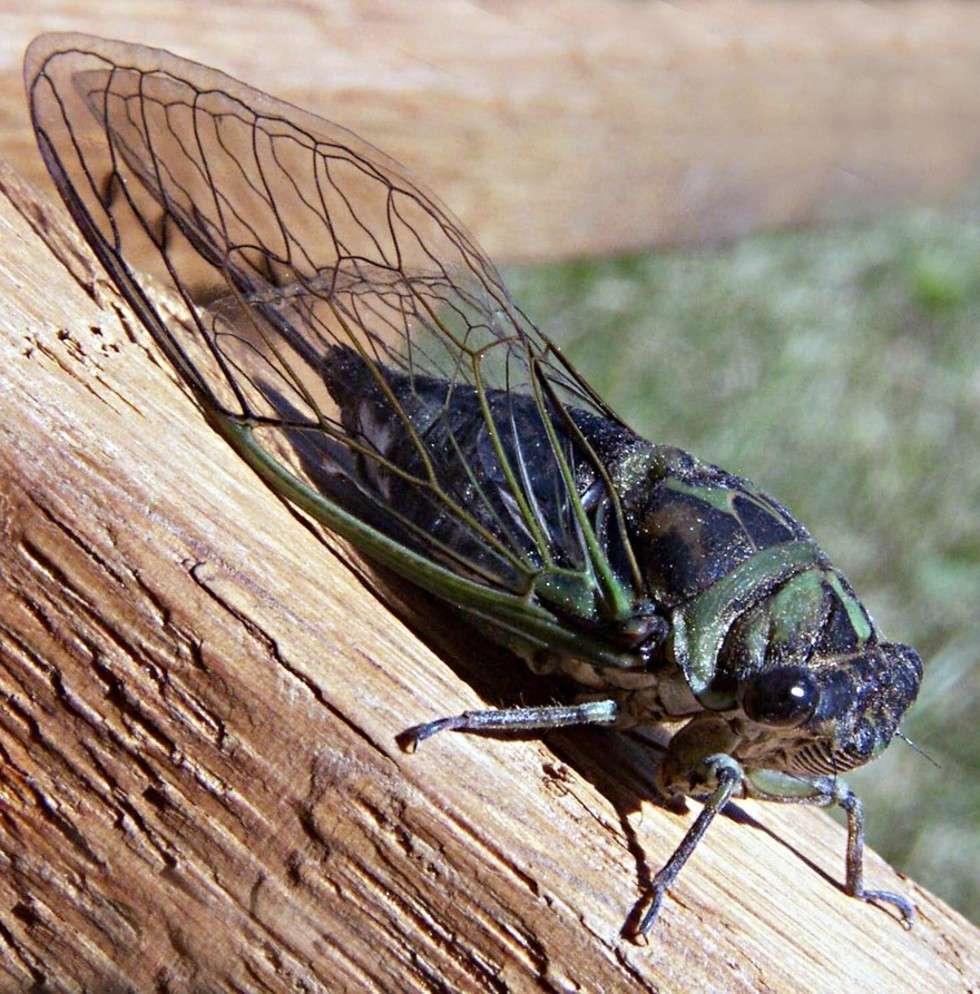  Afrykańska cykada (Annual cicada) na odległości 50 centymetrów potrafi wygenerować dźwięk o sile 110 decybeli. Hałas można porównać do dźwięku lecącego helikoptera.