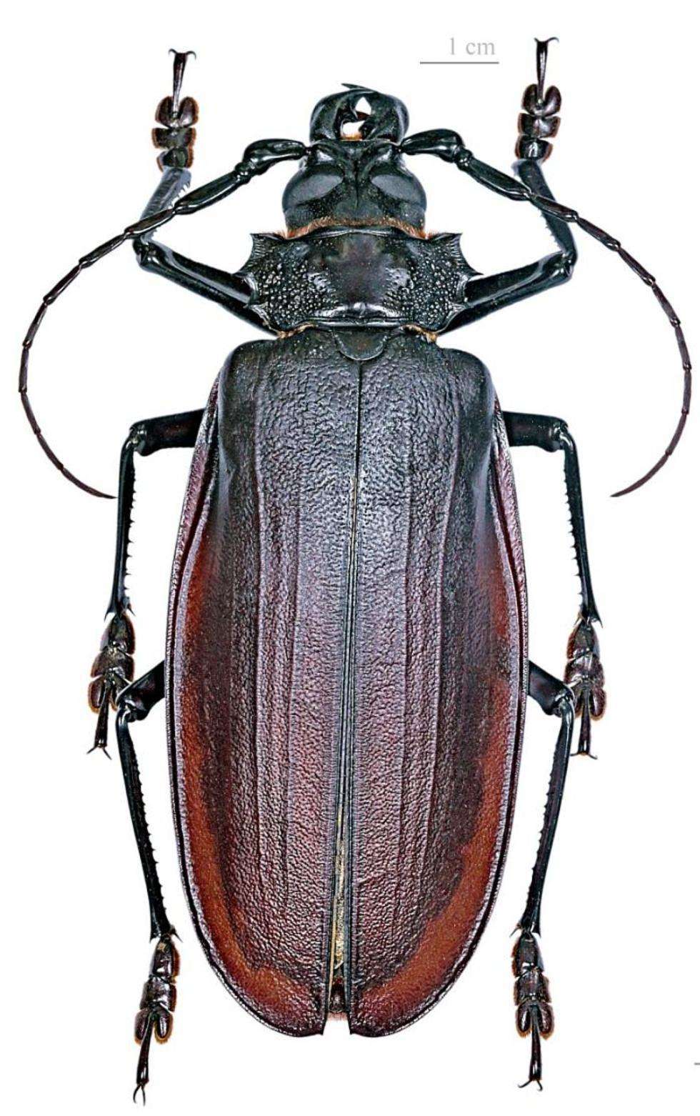  Titanus giganteus to gatunek chrząszcza z rodziny kózkowatych, spotykany w lasach Amazonii. Osobniki tego gatunku są jednymi z największych współcześnie żyjących chrząszczy. Osiągają do 20 cm wielkości i mogą ważyć nawet kilkaset gramów.