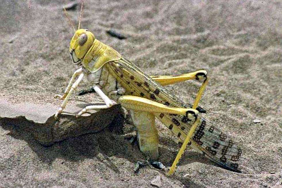  Szarańcza wędrowna (Locusta migratoria) Osiąga od 35 do 55 mm długości i potrafi osiągać prędkość nawet 33 km/h. Występuje na stepach i półpustyniach Eurazji, Afryki i Australii. W Polsce pojawia się rzadko.
