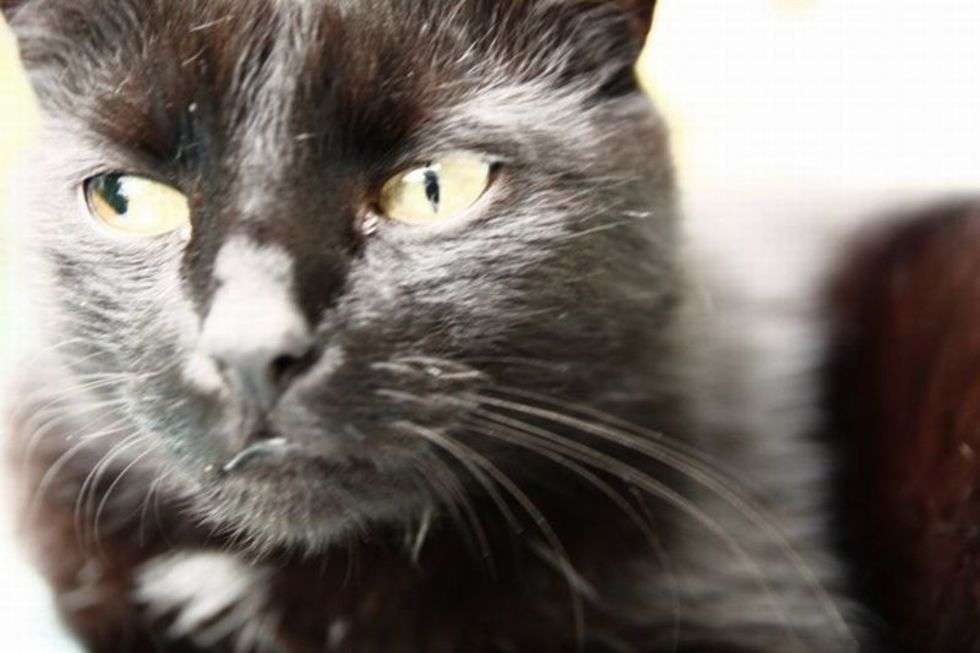  - Kot Pedro zdecydował się zamieszkać u nas 7 lat temu. Odkąd wszczął bójkę uliczną i wstrzymał ruch samochodowy na osiedlu nazywany jest "kocim rottweilerem" - pisze pani Patrycja.
