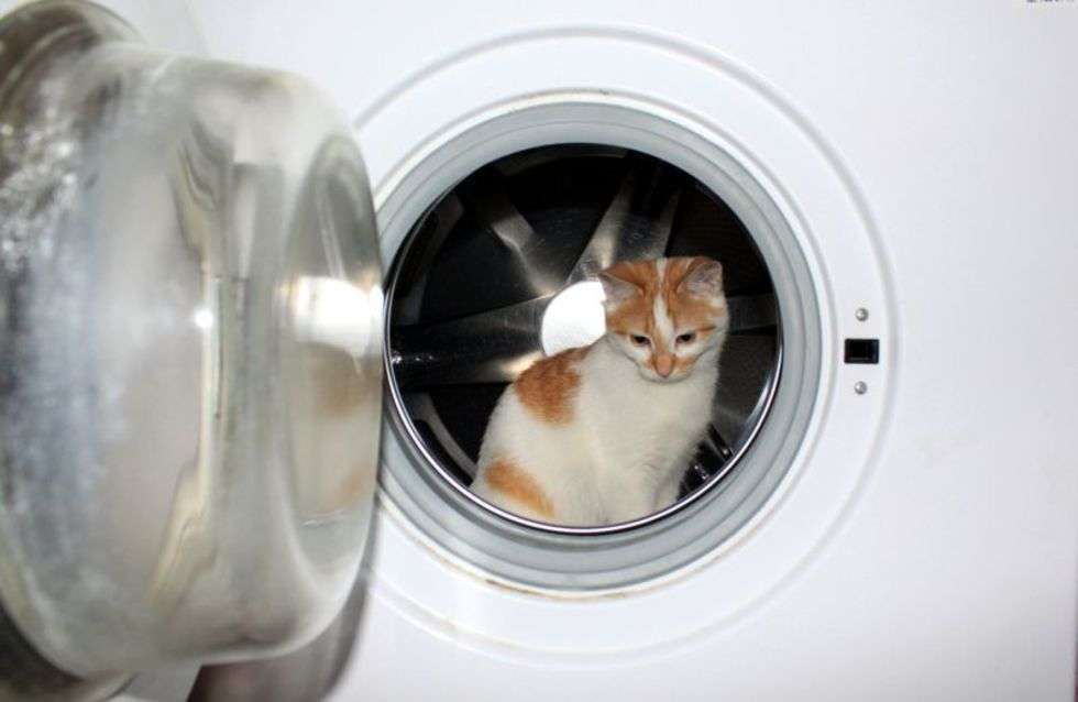  Miętus już od małego kociaka chciał zostać astronautą. Niestety, nie daje sobie wytłumaczyć, że pralka nie służy do latania, ani tym bardziej że białego nie pierze się z kolorem.