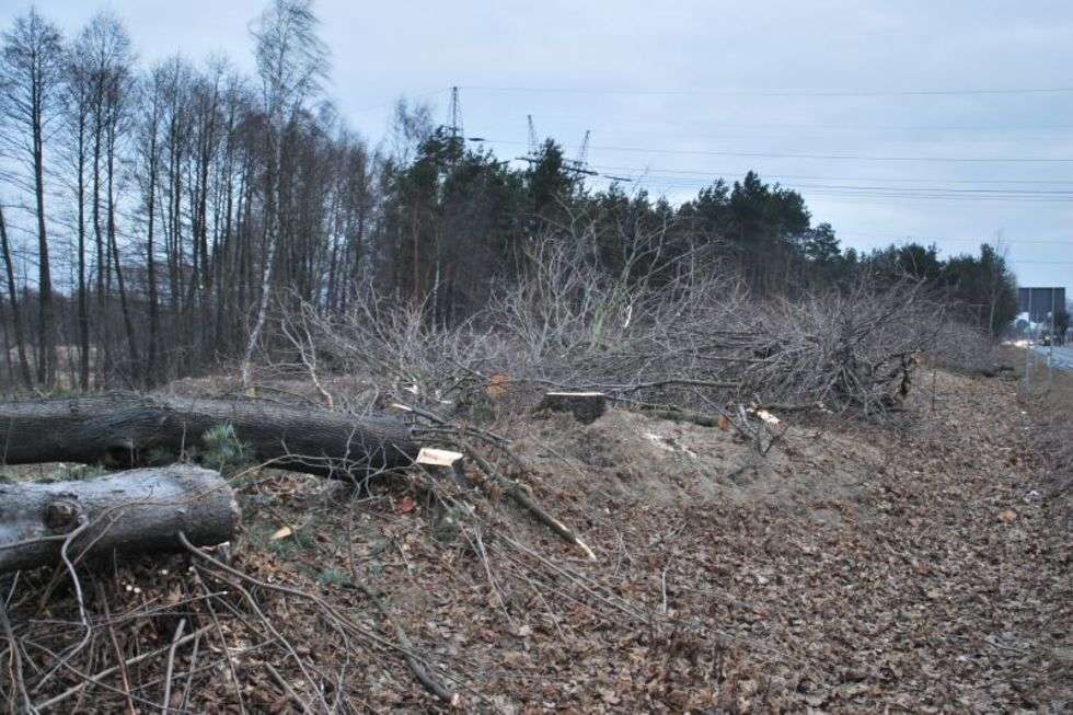  We wsi Długie w gminie Wólka drwale kończą też wycinkę niedużego lasu.